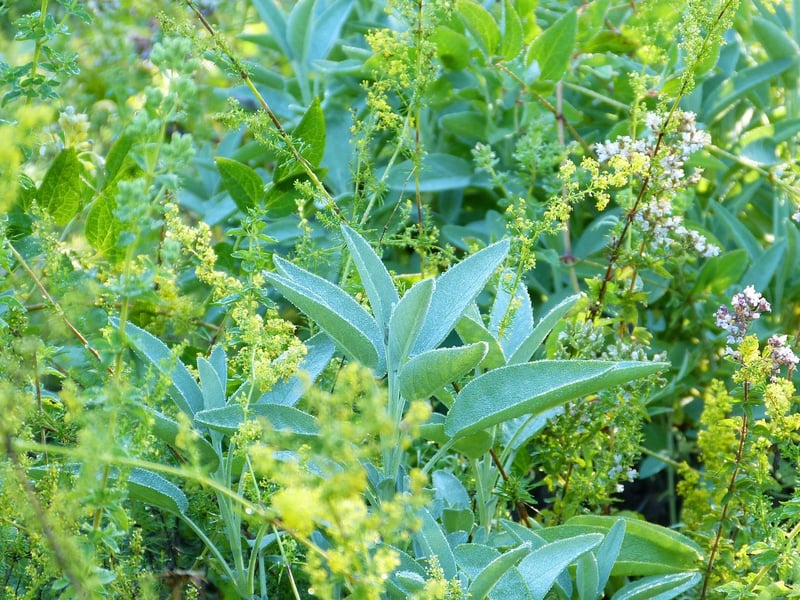 Herb Garden Essentials