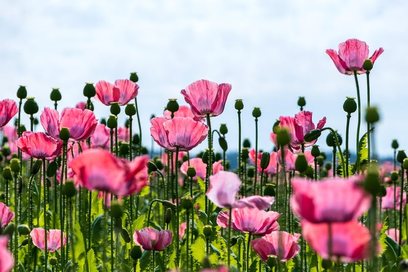 Flower field in the Netherlands